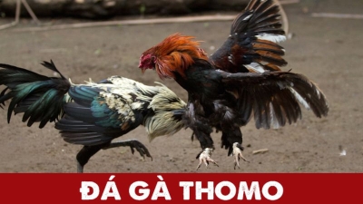 Cách chơi đá gà Thomo chuẩn nhất cho người mới từ A đến Z